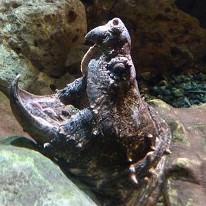 Alligator snapping turtle -Faunia (2025)
