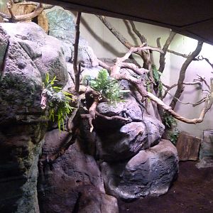 Bearded emperor tamarin and Brazilian porcupine exhibit -Faunia (2025)