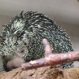 Brazilian porcupine -Faunia (2025)