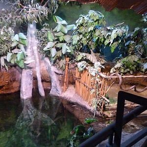 Spectacled caiman exhibit -Faunia (2025)