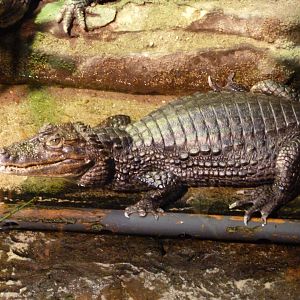 Spectacled caiman -Faunia (2025)