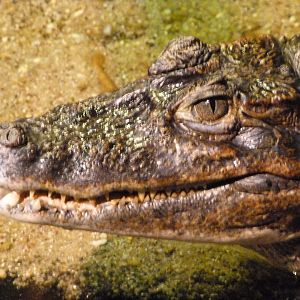 Spectacled caiman -Faunia (2025)