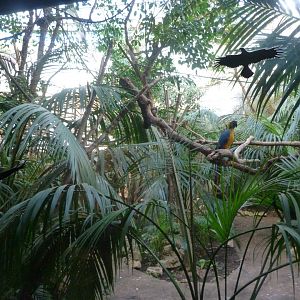 Common squirrel monkey and Blue-and-gold macaw exhibit -Faunia (2025)