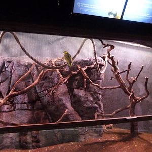 Pacific yellow-naped amazon exhibit -Faunia (2025)