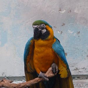 Blue-and-gold macaw -Faunia (2025)