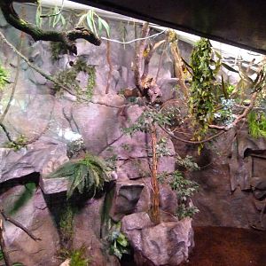 Pygmy marmoset exhibit -Faunia (2025)