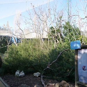 "Bosque Africano" walkthrough aviary -Faunia (2025)