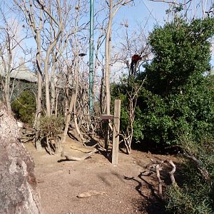 "Bosque Africano" walkthrough aviary -Faunia (2025)