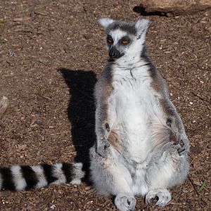 Ring-tailed lemur -Faunia (2025)