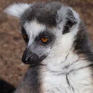 Ring-tailed lemur -Faunia (2025)