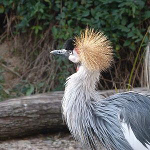 Grey-crowned crane -Faunia (2025)