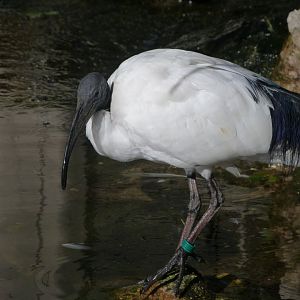 African sacred ibis -Faunia (2025)