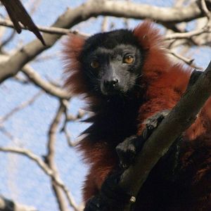 Red ruffed lemur -Faunia (2025)