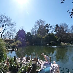 Great white pelican and Eurasian great cormorant exhibit -Faunia (2025)