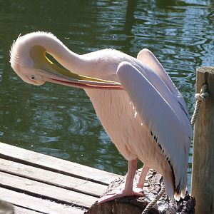 Great white pelican -Faunia (2025)