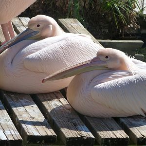 Great white pelicans -Faunia (2025)