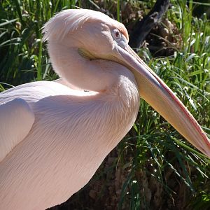 Great white pelican -Faunia (2025)