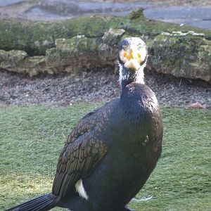 Eurasian great cormorant -Faunia (2025)