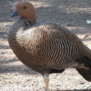 Upland goose -Faunia (2025)