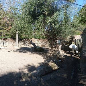 Patagonian mara and Greater rhea exhibit -Faunia (2025)