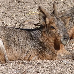 Patagonian mara -Faunia (2025)