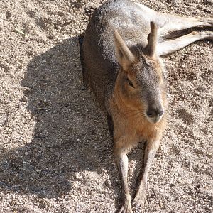 Patagonian mara -Faunia (2025)