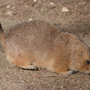 Black-tailed prairie dog -Faunia (2025)