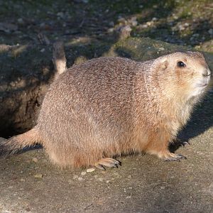 Black-tailed prairie dog -Faunia (2025)
