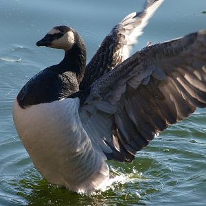 Barnacle goose -Faunia (2025)