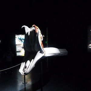 Snake fang display -Faunia (2025)