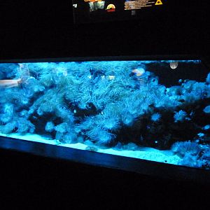 Reef tank -Faunia (2025)