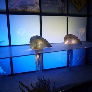 Physalia display -Faunia (2025)