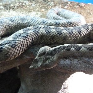 Nose-horned viper -Faunia (2025)