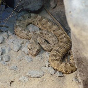 Sidewinder -Faunia (2025)