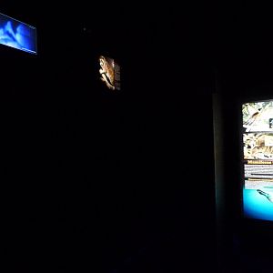 Pygmy slow loris exhibit and venomous mammal education board -Faunia (2025)