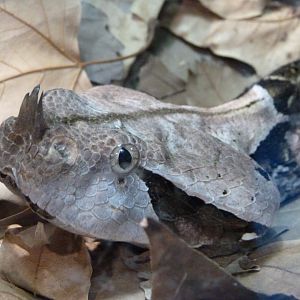 Western gaboon viper -Faunia (2025)