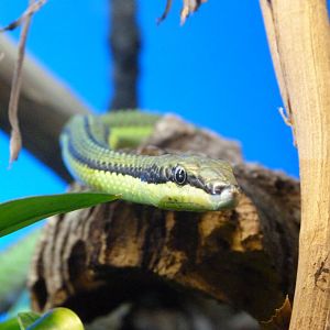 Baron’s green racer -Faunia (2025)