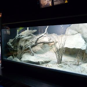 Gila monster exhibit -Faunia (2025)