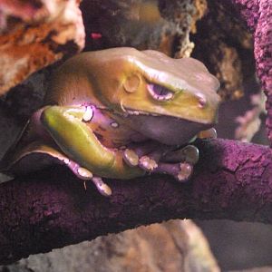 Giant leaf frog -Faunia (2025)