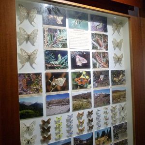 Endemic butterflies of the Iberian peninsula display -Faunia (2025)