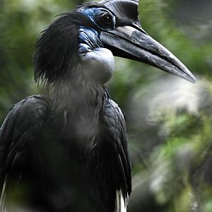 Abyssinian ground hornbill