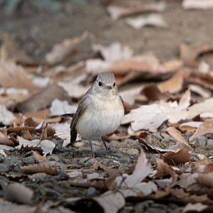Red Breasted Flycatcher