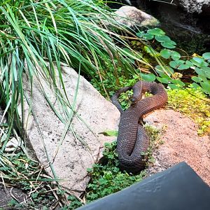 Lake Erie Water Snake Toledo Zoo Museum of Science