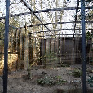 Renovated Hooded vulture aviary, 2025-02-02