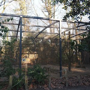 Renovated Hooded vulture aviary, 2025-02-02