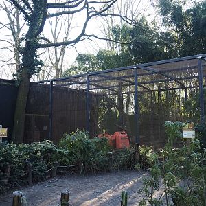 Spectacled owl and Mexican military macaw aviaries undergoing renovation, 2025-02-02