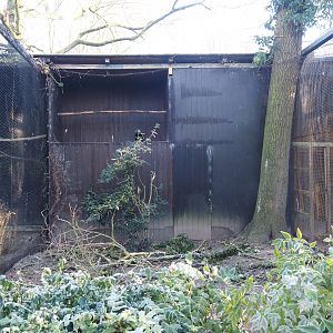 Spectacled owl aviary undergoing renovation, 2025-02-02