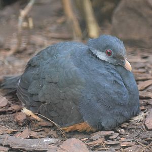 Thick-billed ground-pigeon