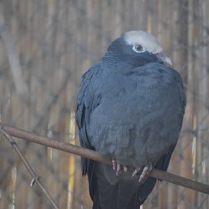 White-crowned pigeon