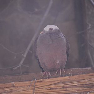 Pale-capped pigeon